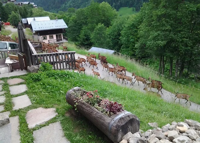 Le Refuge Des Marmottes